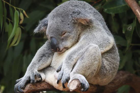 10 Proven Types Of Leadership Styles That Will Get Results A koala being lazy on some vines representing laissez-faire leadership style