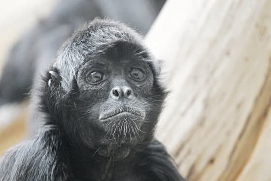 10 Interesting Leadership Myths And The Truth About Leadership! Image of a monkey with a confused look representing a confused leader, supervisor, boss, manager for leadership myths section.