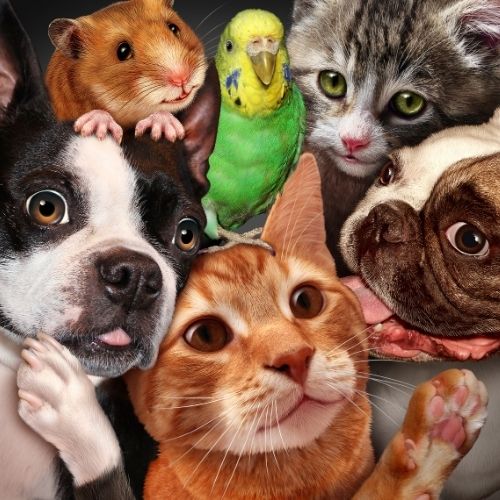 Image of pets for show and tell team building activity.