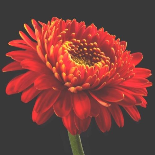 Image of an opened-up flower.