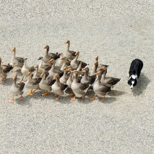 How To Be A Highly Successful Introverted Leader Image of a dog herding geese from behind.