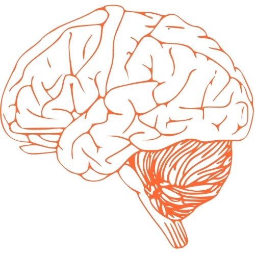 How To Break Bad Habits And Replace Them With Good Habits Image of a brain.