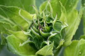 How to Step Out of Your Comfort Zone: 18 Benfits, Reasons, and Tips Image of a plant growing representing personal growth