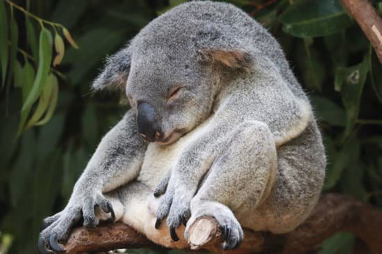 A koala being lazy on some vines representing laissez-faire leadership style