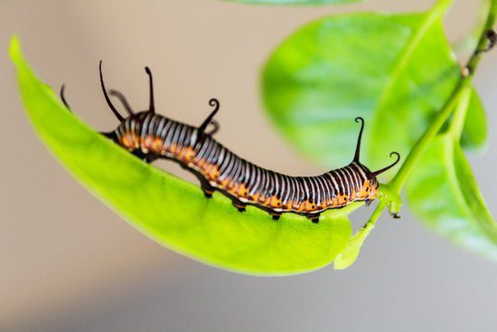 Caterpillar representing early stages of transformation 