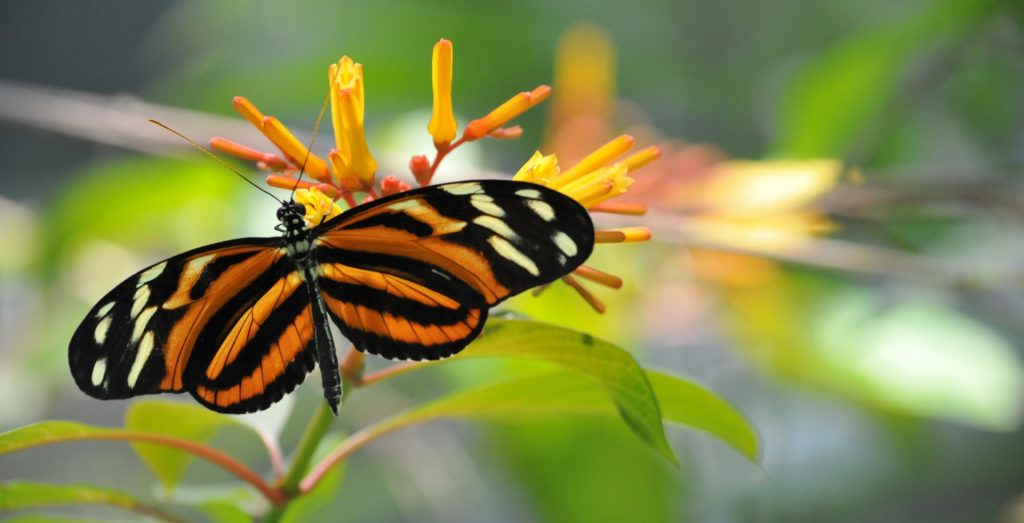 How to Navigate the 6 Stages of Transformational Change Monarch Butterfly representing late stages of transformation