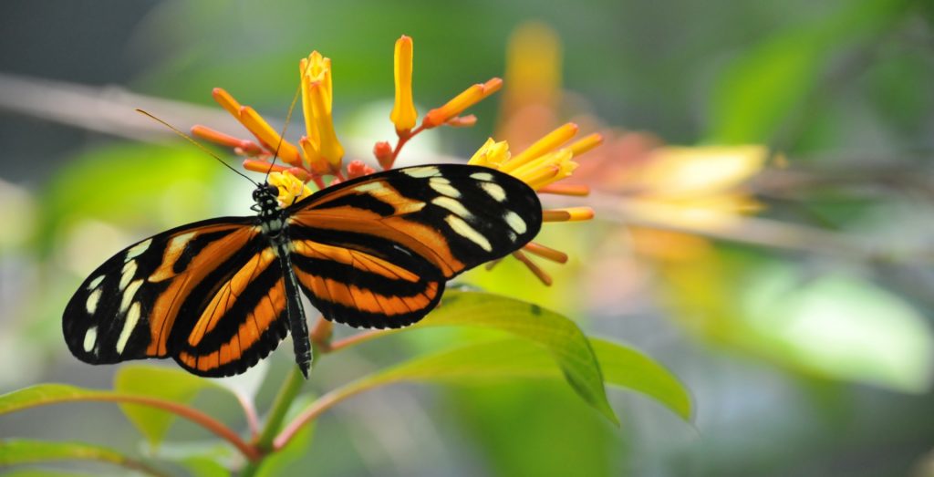 Monarch Butterfly representing late stages of transformation 