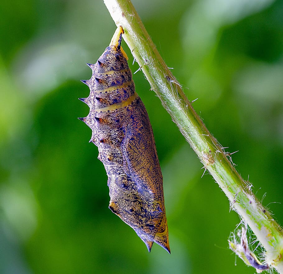 Image of a cocoon representing middle stages of transformation