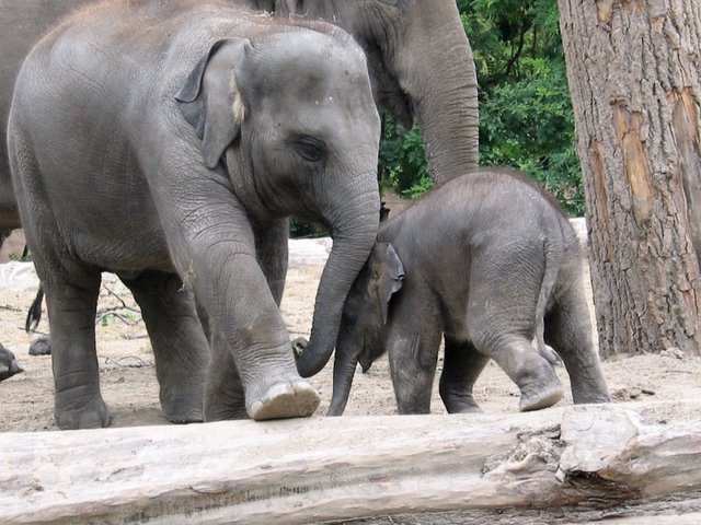 Image of an elephant being pushy for don't be too pushy mentoring skills section.