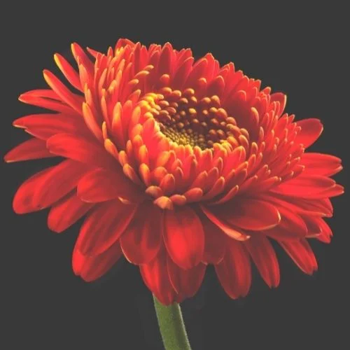 How to Develop Emotional Intelligence Skills Image of an opened-up flower.