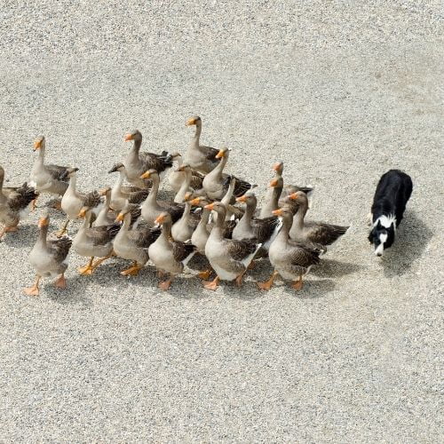 Image of a dog herding geese from behind.
