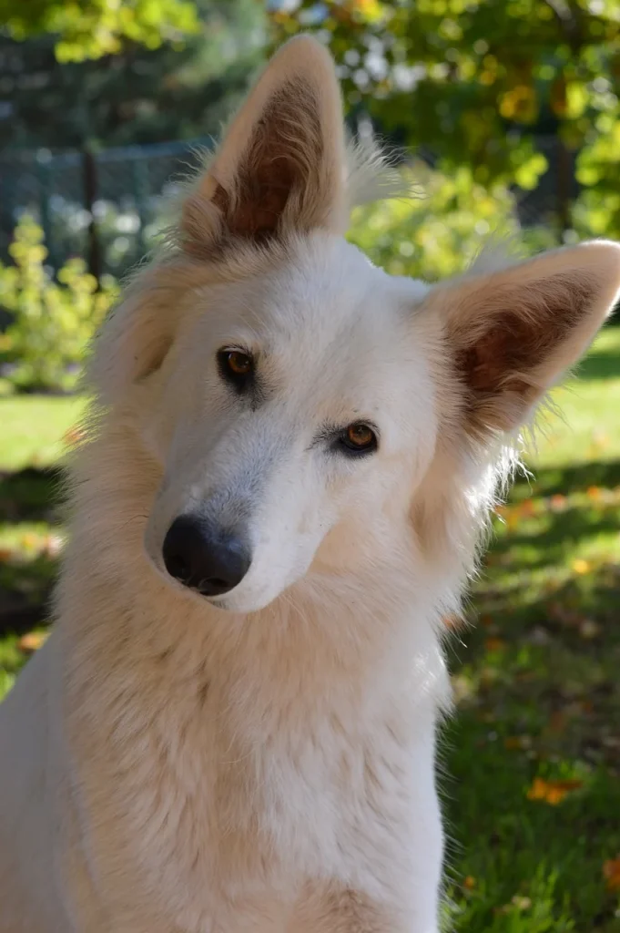 13 Body Language Examples: Understanding the Secrets Cute white dog with a tilted head.