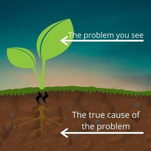 Image of a plant and root. Demonstrating how root cause analysis tools work.