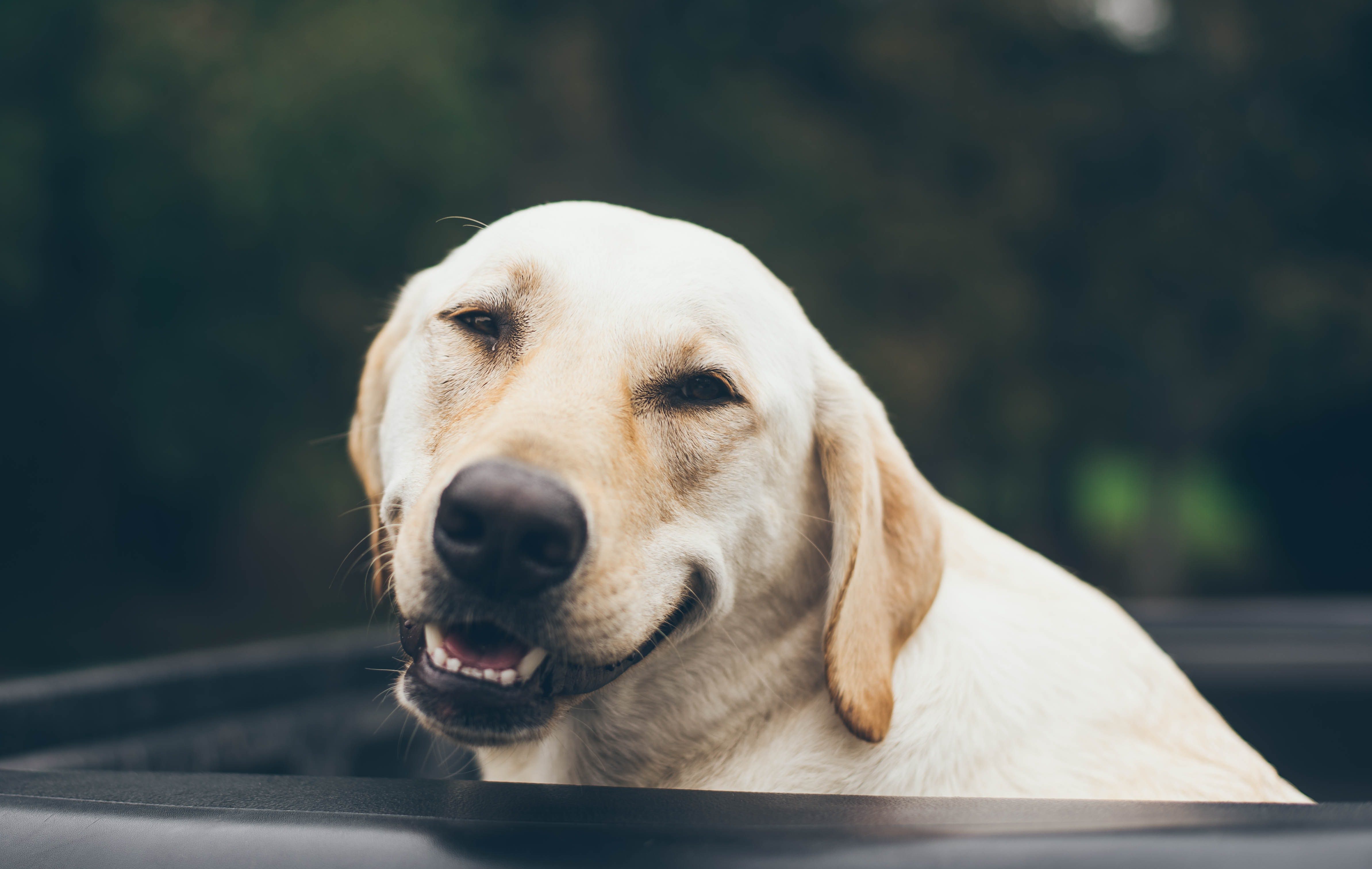 how to achieve personal growth. Dog smiling.