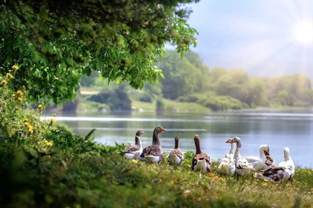 wild geese, birds, lake