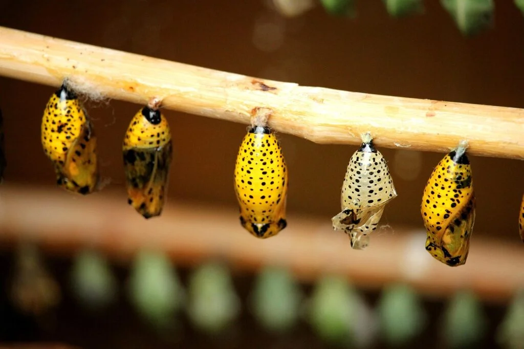 Forward-Thinking Leadership for Organizational Success cocoons, butterfly cocoons, metamorphosis