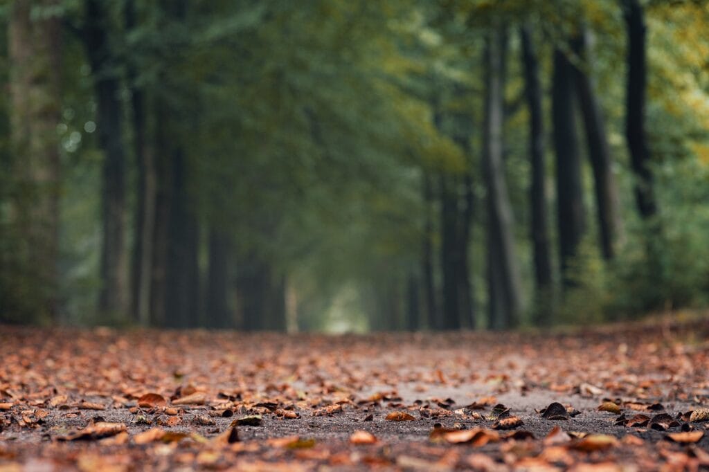 The Difference Between Good and Bad Communication at Work autumn, leaves, trees